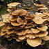 Armillaria mellea 'Honey Mushroom'